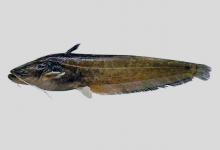 抚仙鲶是什么鱼？