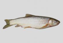 赫氏准裂腹鱼是什么鱼？