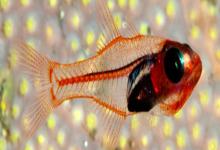 菲律宾裸天竺鲷是什么鱼？