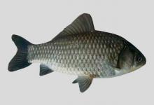 丰产鲫是什么鱼？