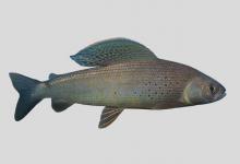 北极茴鱼是什么鱼？