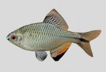 革条田中鳑鲏是什么鱼？