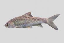 似丘新光唇鱼是什么鱼？