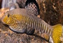 花斑拟腹吸鳅是什么鱼？