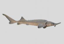 勒拿河鲟是什么鱼？