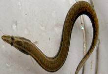 三叶刺鳅是什么鱼？