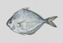 短棘鲾是什么鱼？