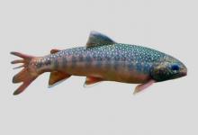 花羔红点鲑是什么鱼？