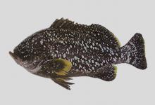 黄鳍石斑鱼是什么鱼？