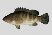 六带石斑鱼是什么鱼？