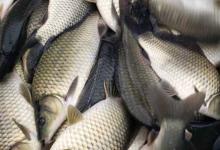 工程鲫价格多少钱一斤？