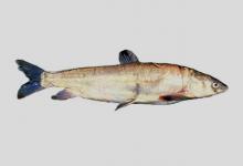 极边扁咽齿鱼是什么鱼？