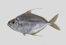 莫尔登岛光侧鲾是什么鱼？