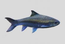 保山新光唇鱼是什么鱼？