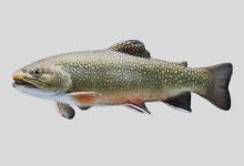 红点鲑是什么鱼？