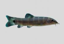 短薄鳅是什么鱼？