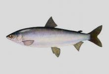 普伦白鲑是什么鱼？