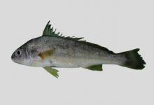 大鼻孔叫姑鱼是什么鱼？
