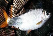 长须短吻鱼是什么鱼？