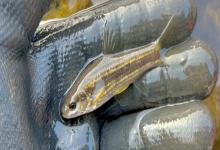 东北颌须鮈是什么鱼？