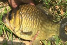 黄金鲫是鲤鱼还是鲫鱼？