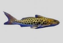 平头苏禄油鲶是什么鱼？