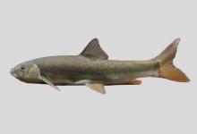 前裂腹鱼是什么鱼？