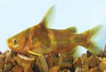 中间黄颡鱼是什么鱼？