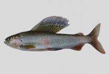 鸭绿江茴鱼是什么鱼？
