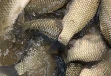 白鲫最大能长多大？