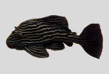 安布拉氏巴拉圭鲶是什么鱼？