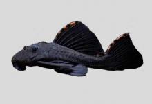 彩鳍兔甲鲶是什么鱼？