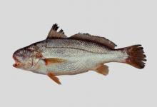 叫姑鱼是什么鱼？