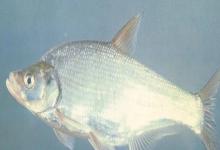 高体近红鲌是什么鱼？