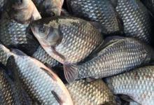 银鲫拉丁学名叫什么？