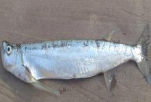 大鳍鱼是什么鱼？