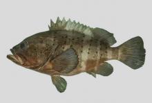 镶点石斑鱼是什么鱼？