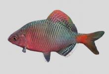 越南鱊是什么鱼？