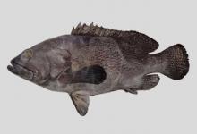 纹波石斑鱼是什么鱼？