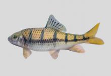 武夷光唇鱼是什么鱼？