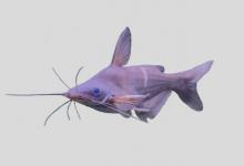 长臀鮠是什么鱼？