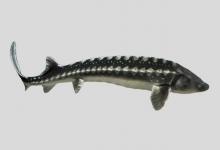 俄罗斯鲟是什么鱼？