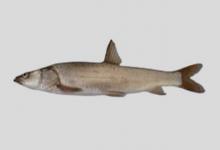 扁吻鱼是什么鱼？