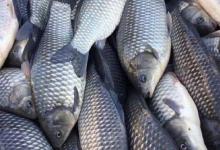 彭泽鲫是杂交的吗？