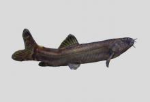 汉水扁尾薄鳅是什么鱼？