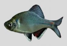 大口鱊是什么鱼？