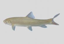 灰裂腹鱼是什么鱼？