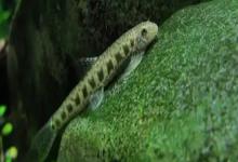 美斑近原吸鳅是什么鱼？