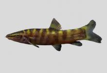 中华沙鳅是什么鱼？