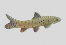 江西副沙鳅是什么鱼？